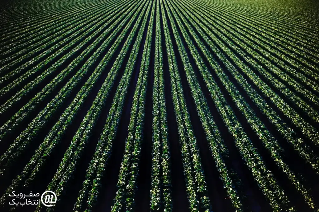 آبیاری دقیق (Precision Irrigation): صرفه جویی در هر قطره